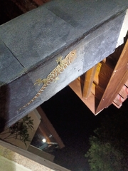 Gekko gecko