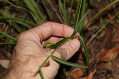 Commelina lanceolata
