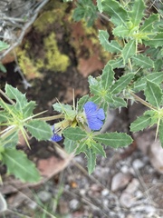 Blepharis diversispina