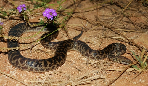 Spotted Python sighting