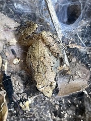 Arthroleptis xenodactyloides