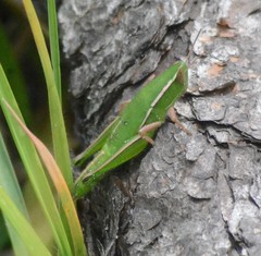 Aptenopedes sphenarioides