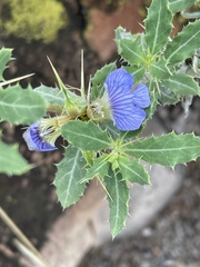 Blepharis diversispina