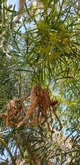 Acacia uncifolia