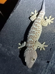 Gekko gecko