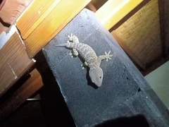 Gekko gecko