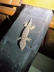 Gekko gecko