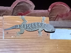 Gekko gecko