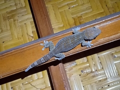 Gekko gecko