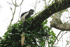 Colobus guereza occidentalis