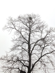 Viscum album