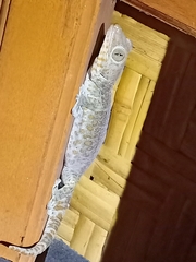 Gekko gecko