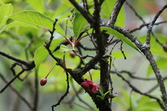 Schisandra grandiflora