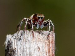Heliophanus patagiatus