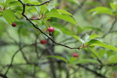 Schisandra grandiflora