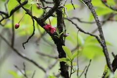 Schisandra grandiflora
