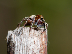 Heliophanus patagiatus