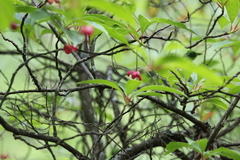 Schisandra grandiflora