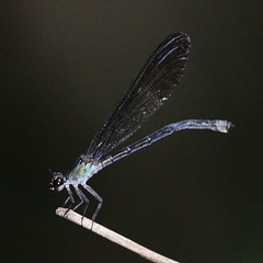 Euphaea impar