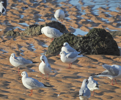 Chroicocephalus ridibundus