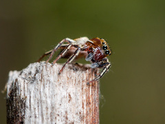 Heliophanus patagiatus