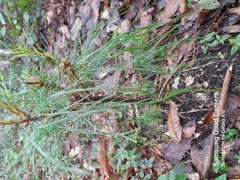 Pinus montezumae