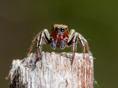 Heliophanus patagiatus