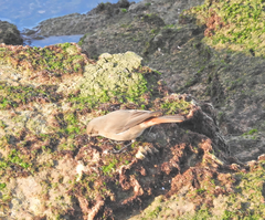 Phoenicurus ochruros