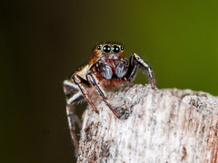 Heliophanus patagiatus