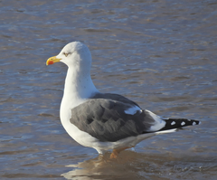 Larus fuscus