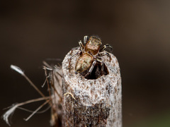 Heliophanus patagiatus