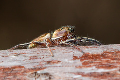 Heliophanus patagiatus