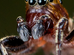 Heliophanus patagiatus