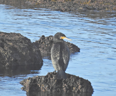 Phalacrocorax carbo