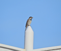 Passer domesticus