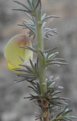 Aspalathus abbottii