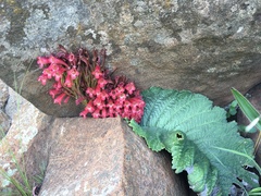 Streptocarpus dunnii