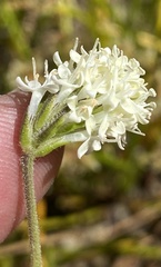 Phyllopodium elegans