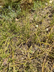 Phyllopodium elegans