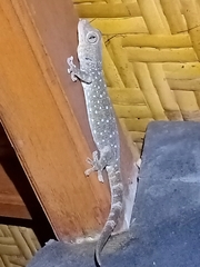 Gekko gecko