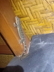 Gekko gecko