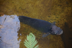Osphronemus goramy
