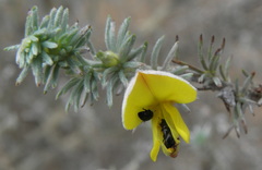 Aspalathus abbottii