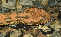 Acanthophis cryptamydros