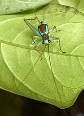 Rhicnogryllus lepidus