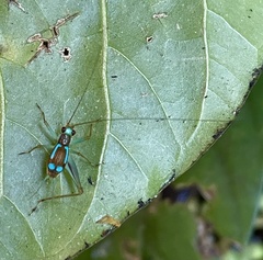 Rhicnogryllus lepidus