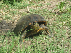 Trachemys dorbigni
