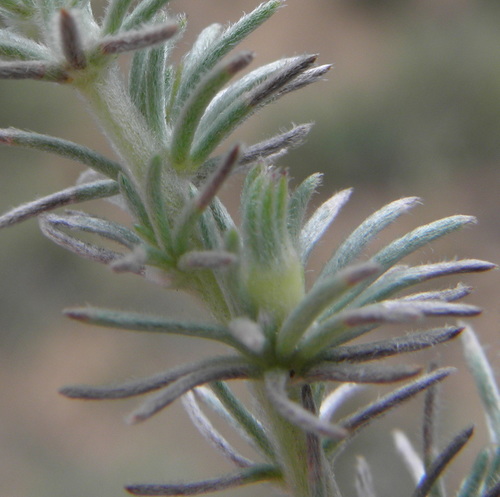 Image of Monk Capegorse (Aspalathus abbottii) by (c) Charles Stirton, some rights reserved (CC BY-SA)