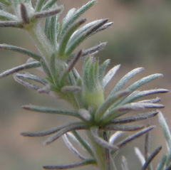 Aspalathus abbottii
