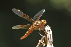 Palpopleura